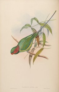 Palaeornis affinis = Psittacula longicauda af John Gould